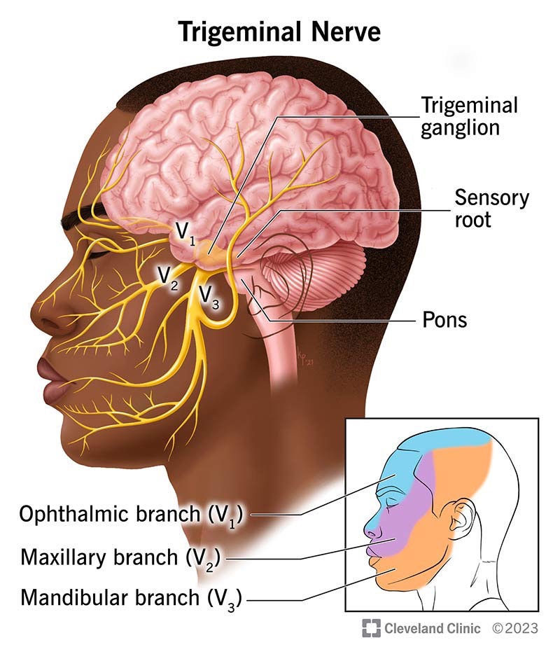 mal di testa nervo trigemino anatomia