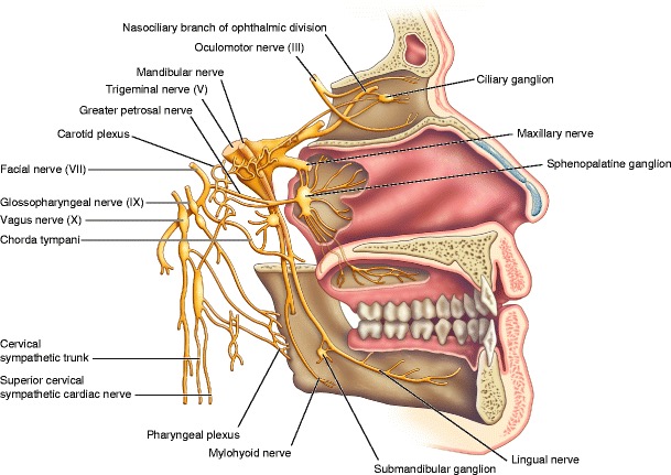 ganglio sfenopalatino